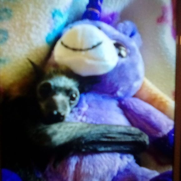 Meet your Posher, Susan - Picture 1 of 1